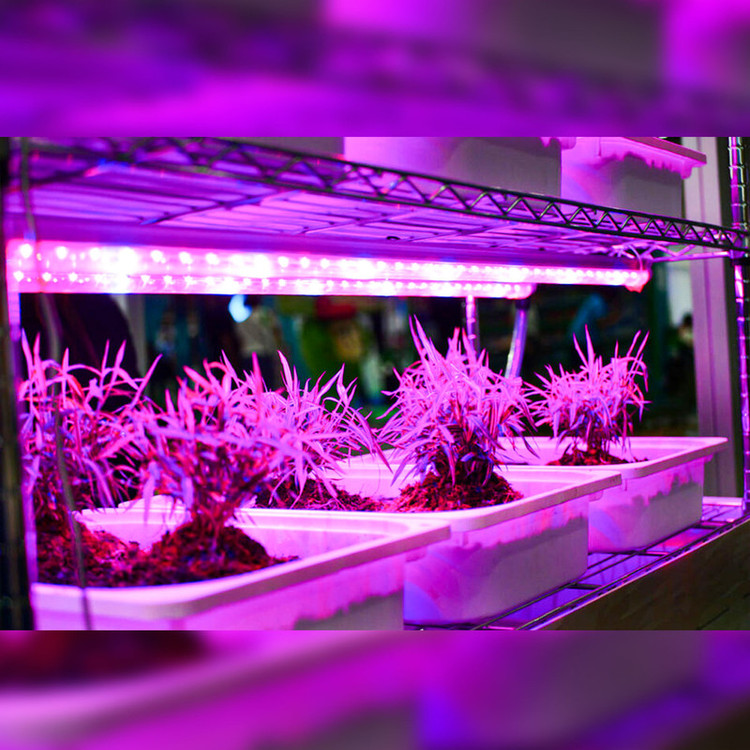 لامپ رشد گیاه 18 وات مدل فول اسپکتروم 220v طرح ریسه LED بسته 2 عددی